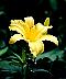 yelloflower11a.jpg